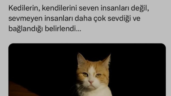 Var mı bu kedi gibi psikopatlar 😂?