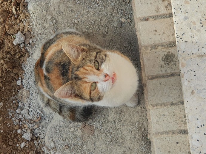 Oğlum (3 yaşında) eve kedi almak istiyor, ne yapmalıyım?