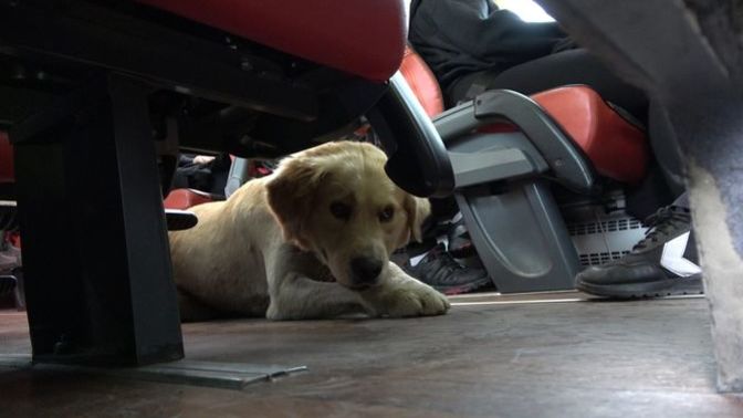 Otobüse köpeğiyle binmeye çalışan kişi ile otobüsteki yolcular arasında kavga çıktı! Sizce otobüsteki yolcular haklı mı?