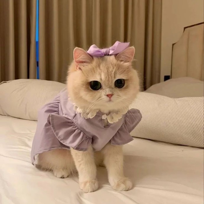 Ay yicem modacı kedi