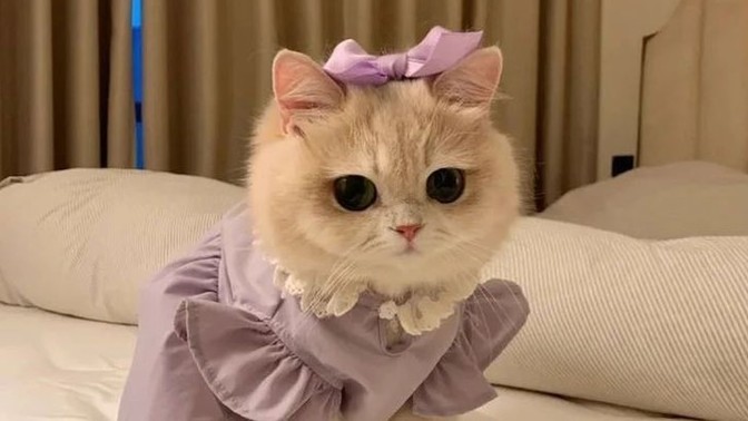 Bu kedinin adı giydiğiniz en son ki giysi olsaydı adı ne olurdu?
