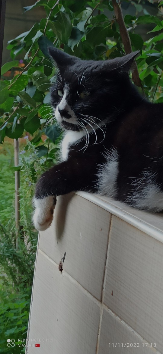 Kediler konuşabilse çok güzel olmaz mıydı😻?