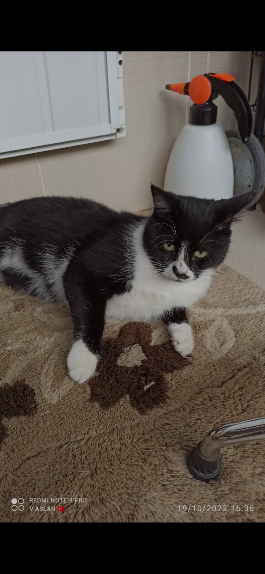 Kediler konuşabilse çok güzel olmaz mıydı😻?