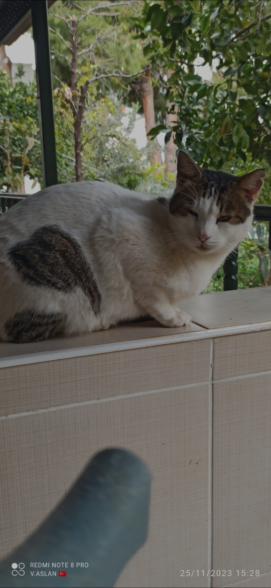 Kediler konuşabilse çok güzel olmaz mıydı😻?