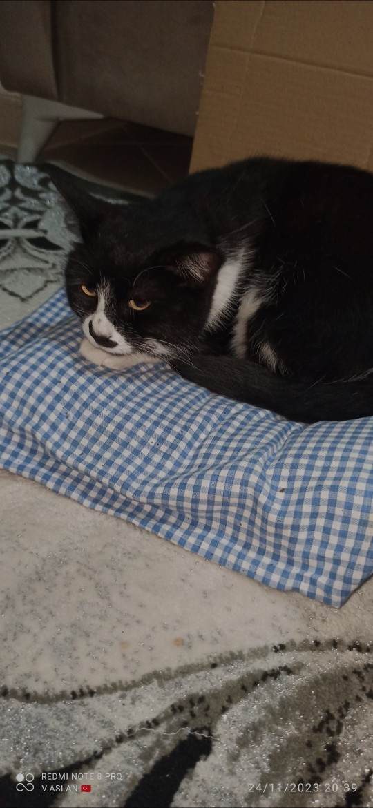Kediler konuşabilse çok güzel olmaz mıydı😻?