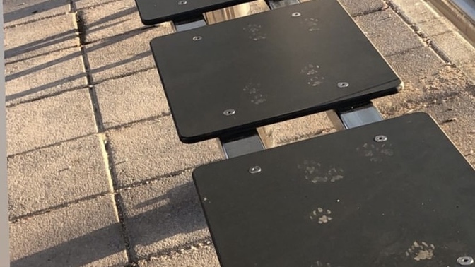 Kediler konuşabilse çok güzel olmaz mıydı😻?