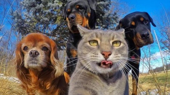 Kedileri mi daha çok seversiniz köpekleri mi?