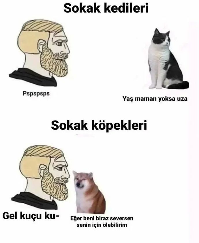 Kediniz kendisini sevmenize izin veriyor mu?