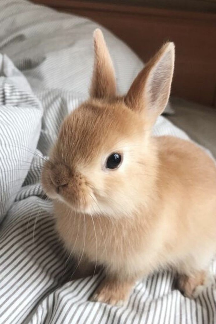 Kedi köpek dışında hangi evcil hayvan sahip olmak istersiniz?