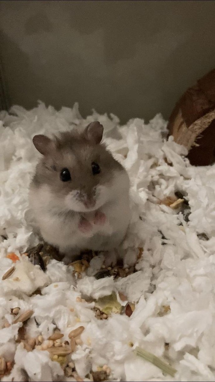 Kedi köpek dışında hangi evcil hayvan sahip olmak istersiniz?