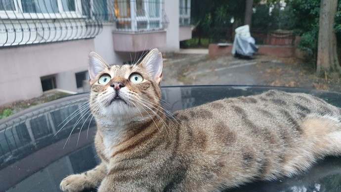 Ayrıntıyı gören var mı?