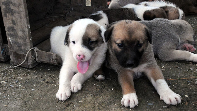 Yolda köpek buldum ama maalesef bakacak vaktim yok. Barınağa mı vermeliyim, geri mi bırakmalıyım?