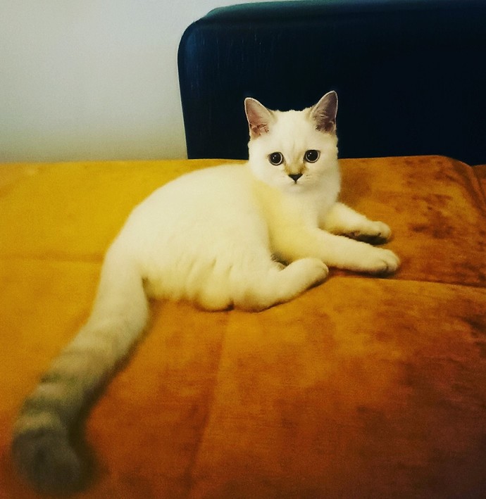 Kedi aldım huzursuzum?