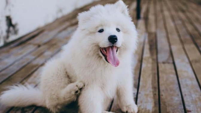 Köpeğimde bit/pire var, ne yapmalıyım?