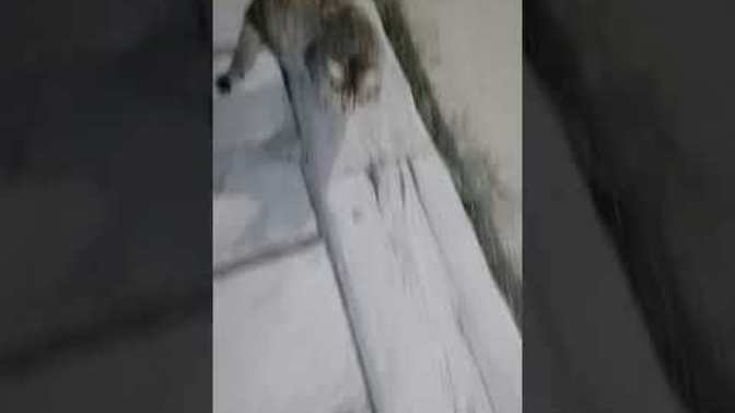 Olduğun yerde hayvanlara iyidavraniyorlarmi?