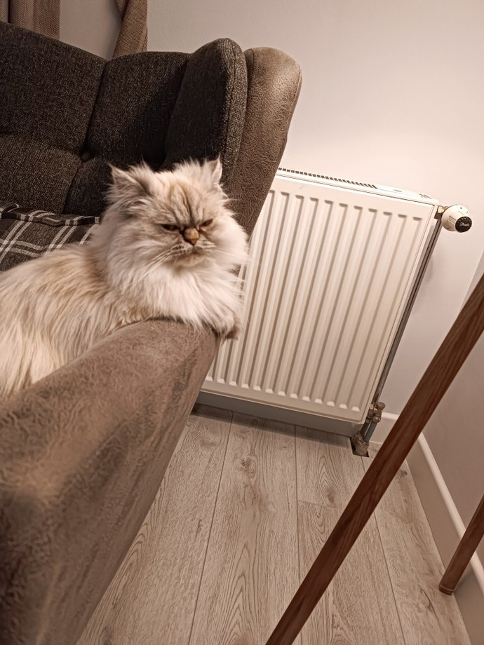 Bu kedi manyak olabilir mi?