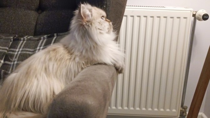 Bu kedi manyak olabilir mi?