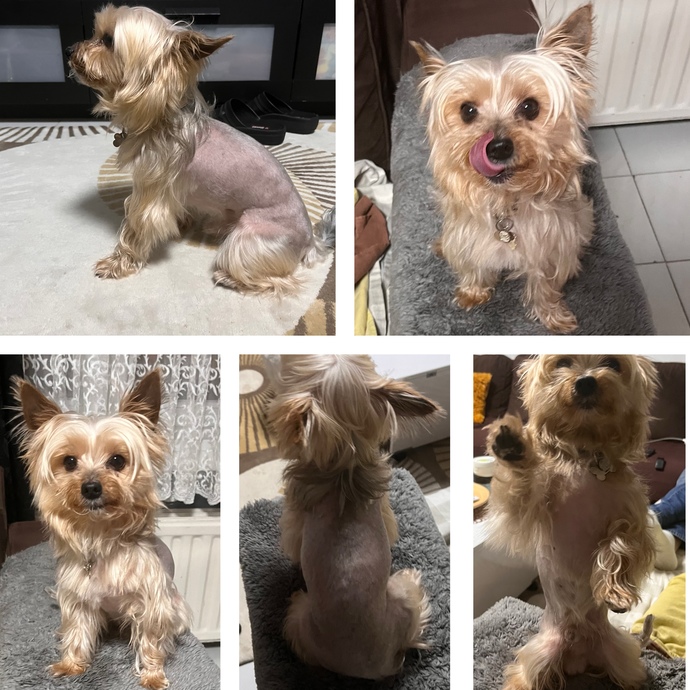 Köpeğimin tüylerini ilk defa kestim nasıl olmuş?
