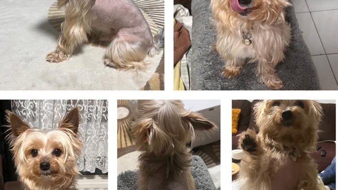 Köpeğimin tüylerini ilk defa kestim nasıl olmuş?