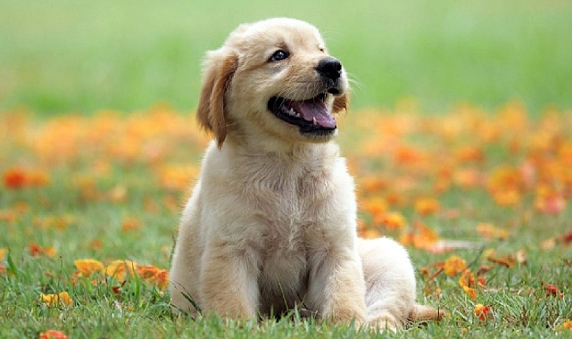 Klasik bi soru. Kedi mi, köpek mi?