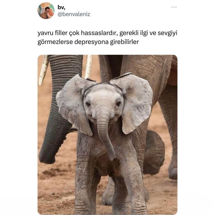 🐘😄