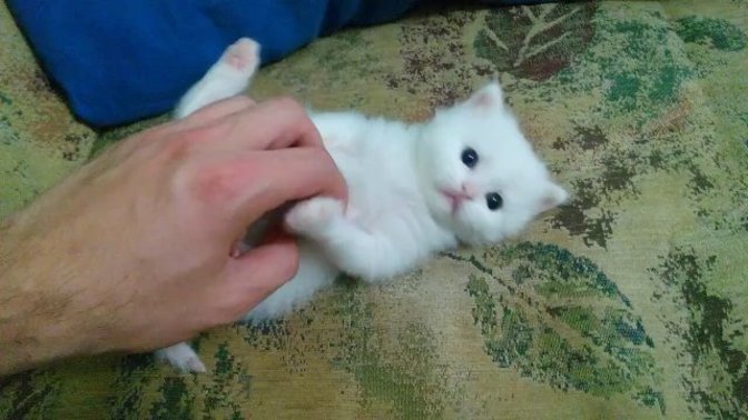 Şu an cebinizden minik bir kedi çıksaydı, ne yapardınız?