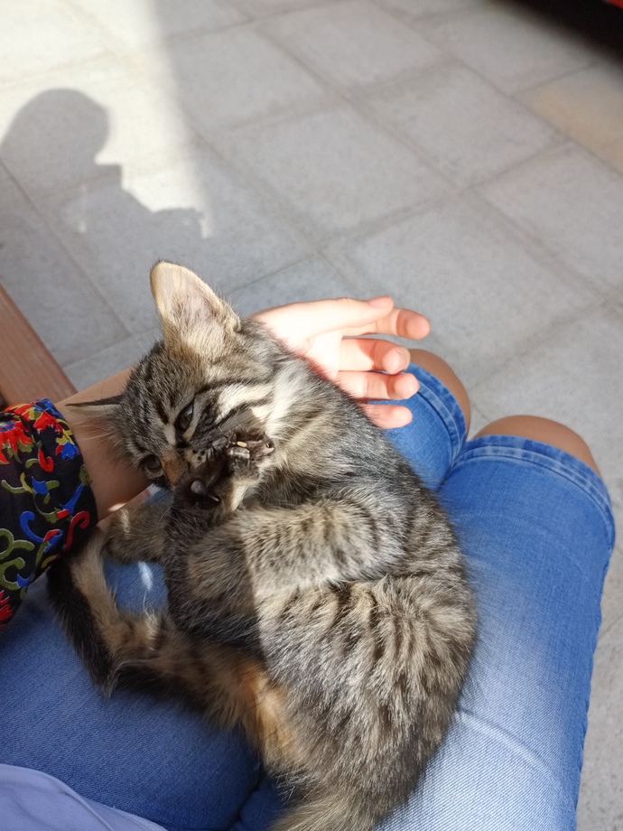 Hayvansever biri sevgili olmak için ideal midir?