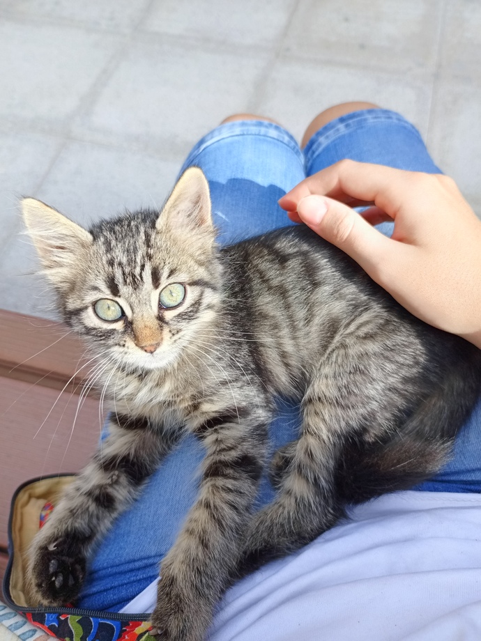 Hayvansever biri sevgili olmak için ideal midir?