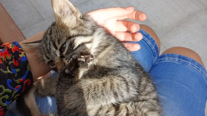 Hayvansever biri sevgili olmak için ideal midir?