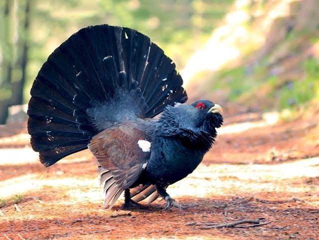 Senden bir kuş olsaydı, bu hangi kuş olurdu?