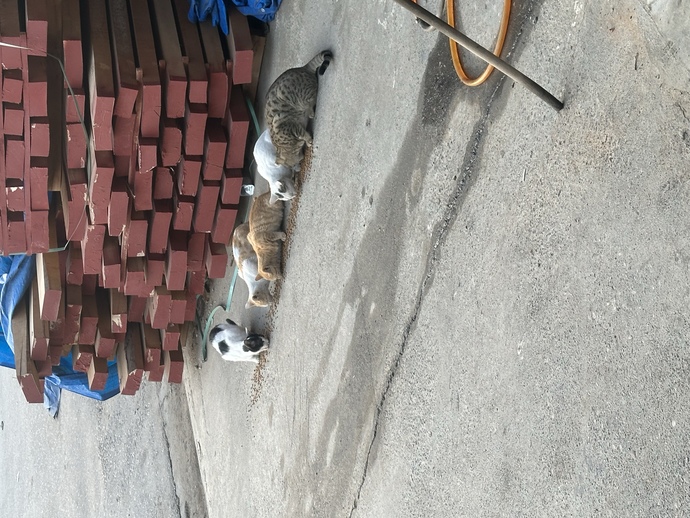 Sırayı bozanı yakarım! Sokak hayvanlarına yardım eder misiniz?