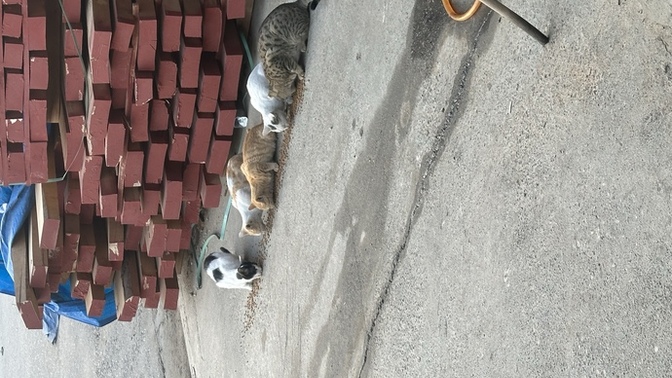 Sırayı bozanı yakarım! Sokak hayvanlarına yardım eder misiniz?