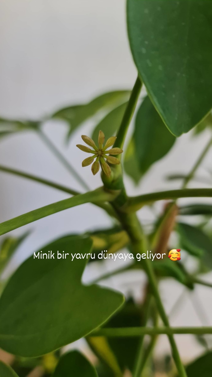 Bahçenizde ya da  saksıda çiçek yetiştirir misiniz?