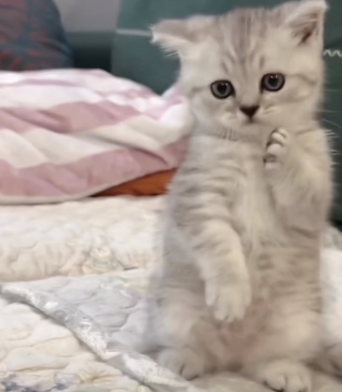 Bu kediler neden bu kadar tatlı?