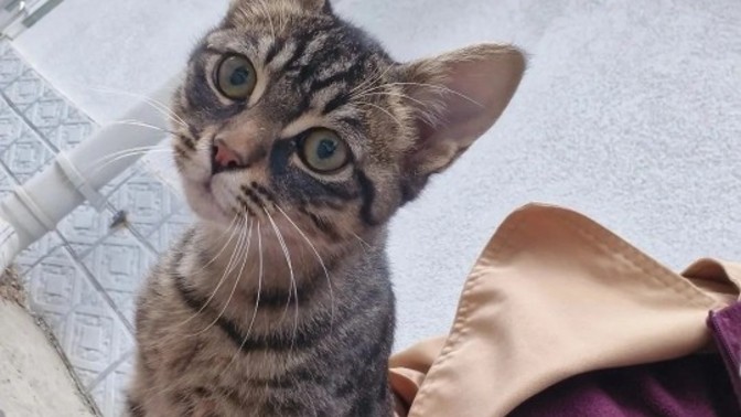 İçimdeki kedi sevgisini nasıl bastırabilirim?