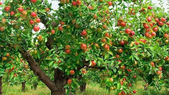 Sevgilinizle/eşinizle ağaç fidanı dikseniz onunla birlikte ilgilenmek size derin duygular hissettirir mi 😌?