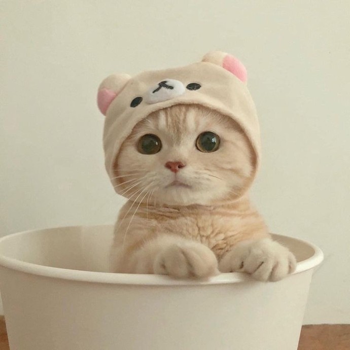 Kapında kedi yavrusu bulsan sahiplenir misin, sahiplendirir misin?