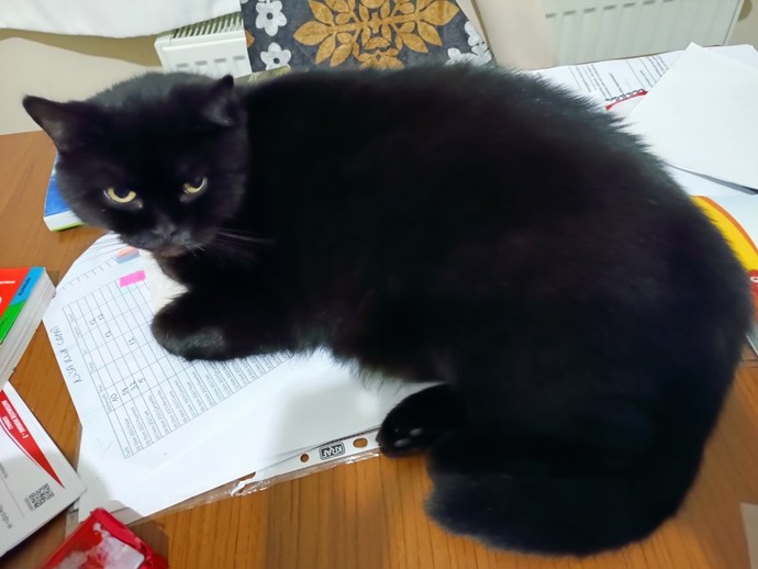 Kapında kedi yavrusu bulsan sahiplenir misin, sahiplendirir misin?