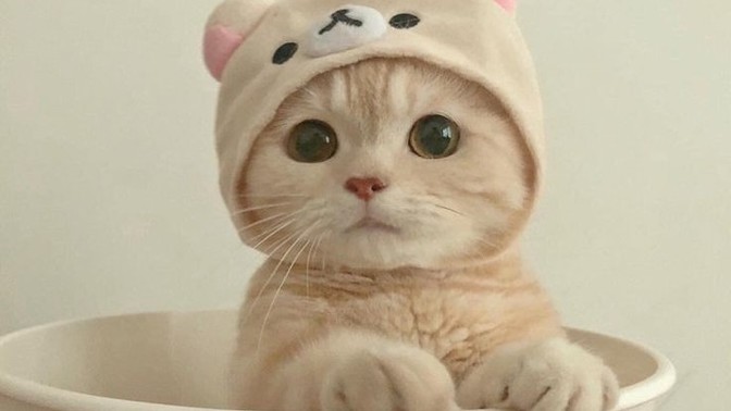 Kap�nda kedi yavrusu bulsan sahiplenir misin, sahiplendirir misin?