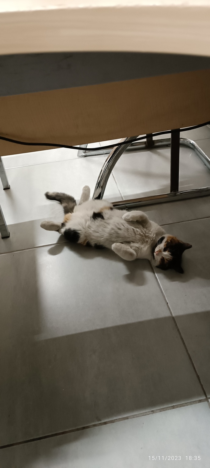 Kedilerle aranız nasıl, bakımı kolay mı?