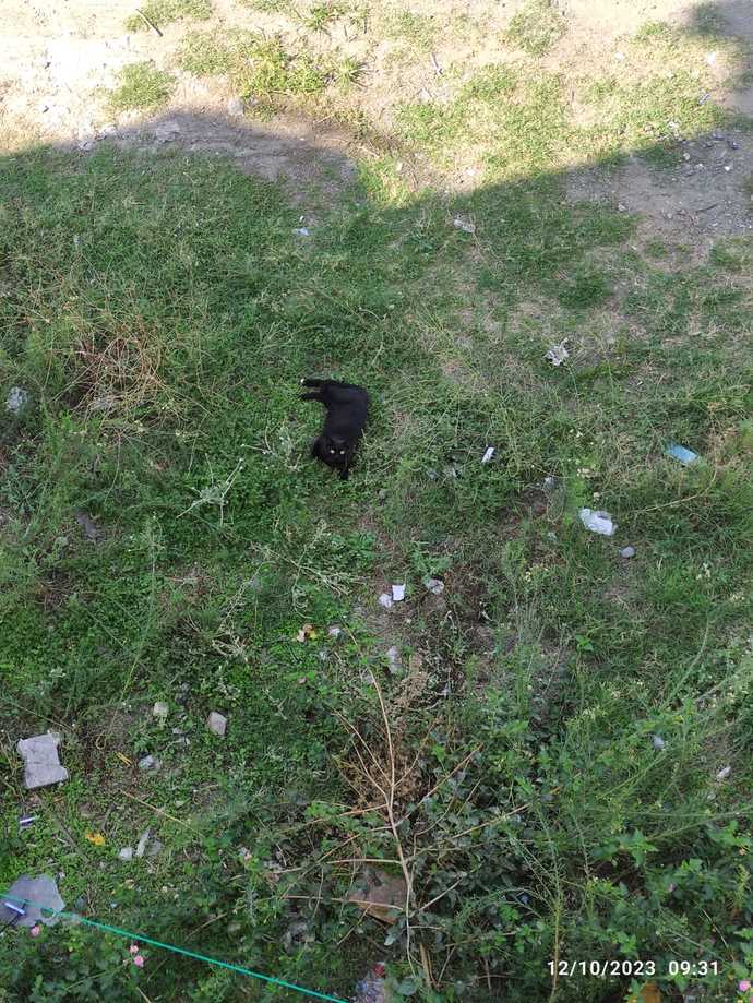 Kedilerle aranız nasıl, bakımı kolay mı?