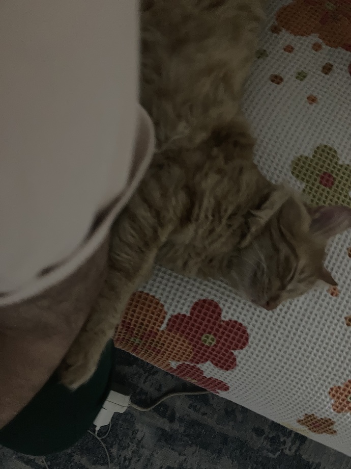 Evde beslediğim kedim tirmaladı aşı gerekli mi?
