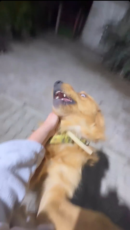 Dünyanın en sakin , en normal köpeğini görmeye hazır mısınız?