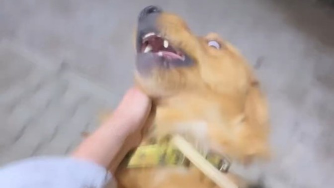 Dünyanın en sakin , en normal köpeğini görmeye hazır mısınız?
