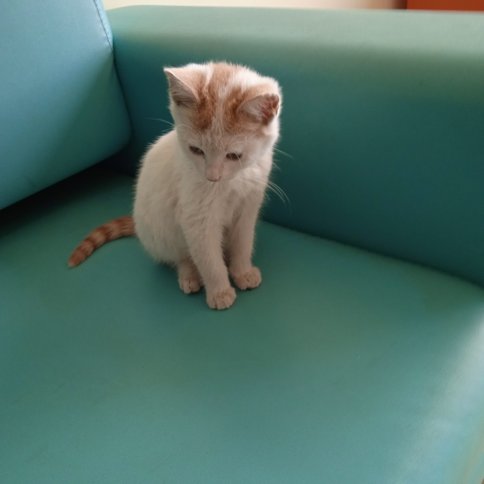 Sevgililik şartlarımda kedi sevmesi maddesi bulunması anormal mi?