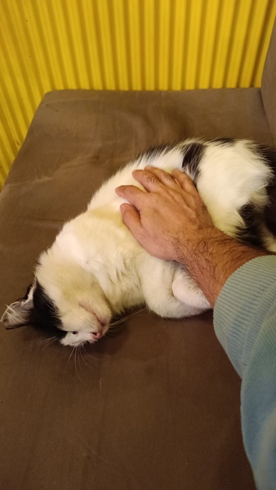 Sevgililik şartlarımda kedi sevmesi maddesi bulunması anormal mi?