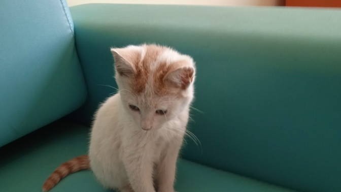 Sevgililik şartlarımda kedi sevmesi maddesi bulunması anormal mi?