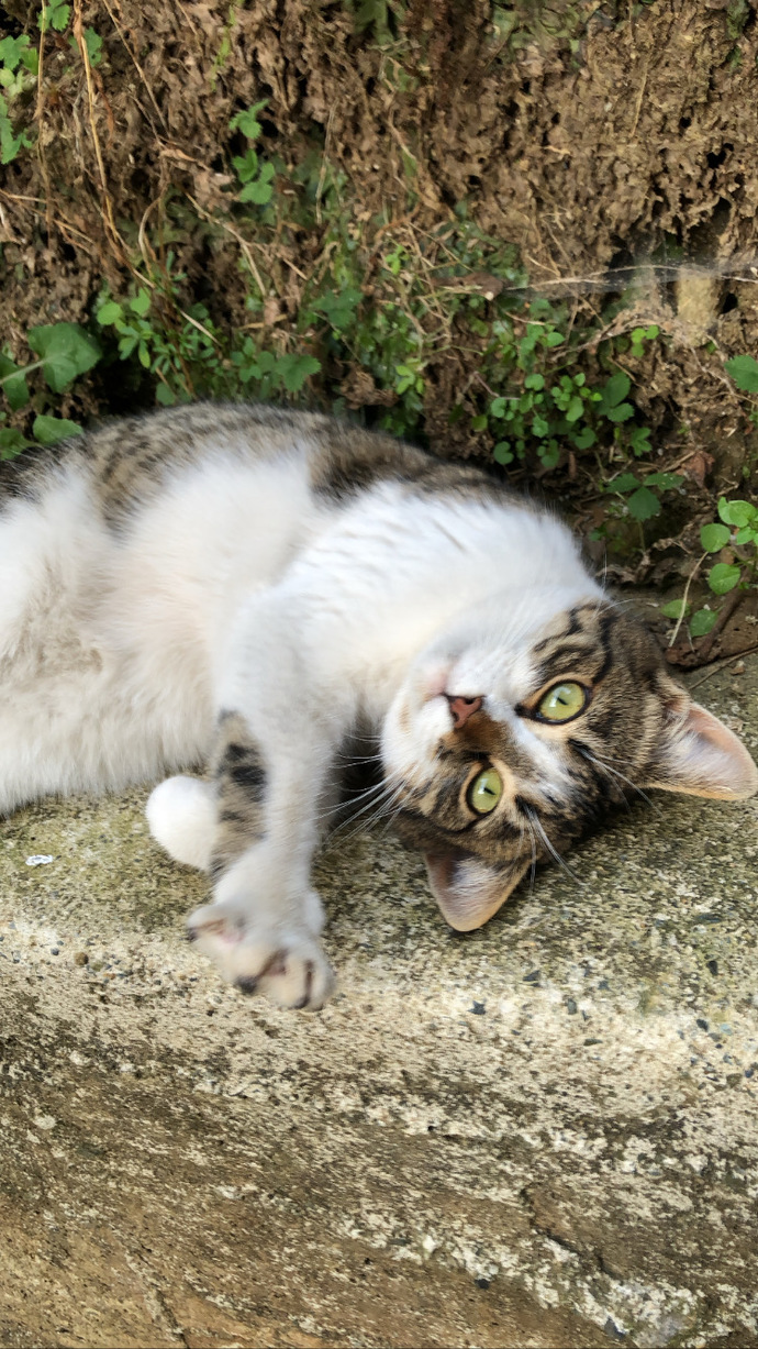 Kedi mi yoksa köpek mi? Hangisini beslemek istersiniz?