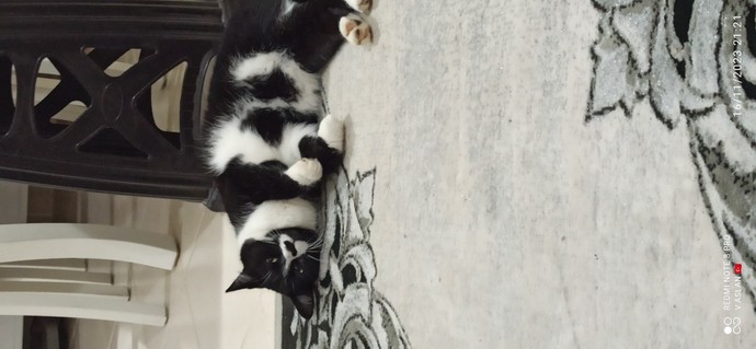 Kedi mi yoksa köpek mi? Hangisini beslemek istersiniz?
