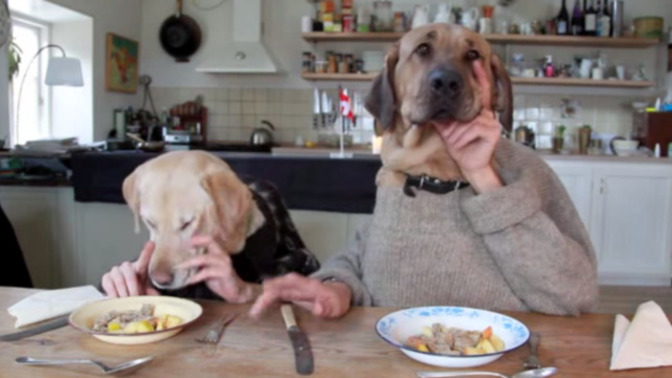 Köpeğe insanların yediği şeyleri vermek zararlı mıdır?